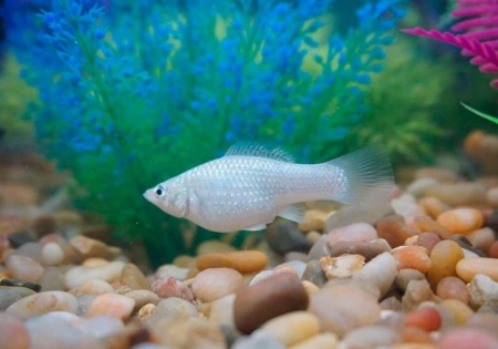 Моллинезия снежинка сербристая (Poecilia latipinna Silver Molly)