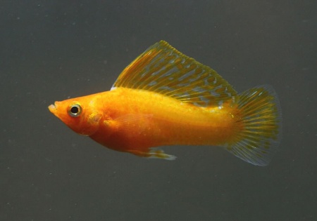 Моллинезия оранжевая парусный (Poecilia velifera orange Molly sailfin)