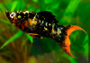 Моллинезия мраморная оранжевохвостая лирохвостая (Poecilia latipinna Marble Orange Tail Lyre Molly)