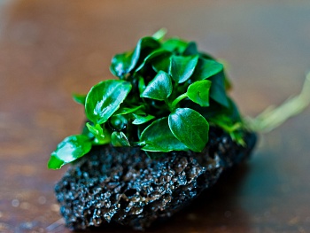 Анубиас нана Петит на лаве 5-7 см  (Anubias barteri var. nana)