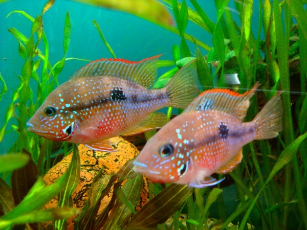 Цихлазома Элиота (Thorichthys maculipinnis, Thorichthys ellioti) 4-4,5 см