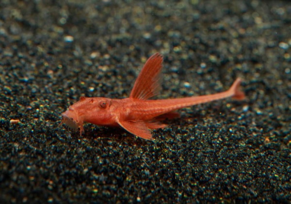 Лорикария красная (Rhineloricaria lanceolata) Сом
