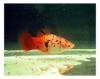Пецилия красно белая ситцевая (Xiphophorus maculatus white & red calico Platy)