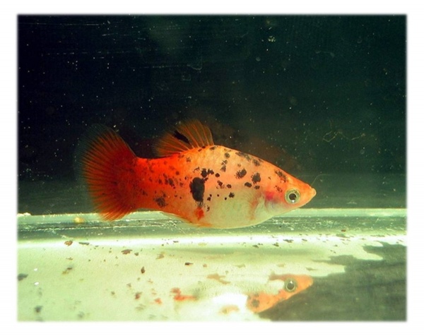 Пецилия красно белая ситцевая (Xiphophorus maculatus white & red calico Platy)