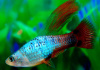 Пецилия гавайская пестрая краснохвостая высокоплавничная  (Xiphophorus variatus Hawaii Red Tail Hi-fin Platy)