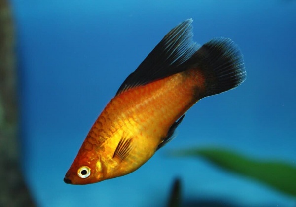 Пецилия красная чернохвостая высокоплавничная (Xiphophorus maculatus red black tail sailfin)