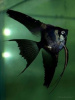 Скалярия черный бархат (pterophyllum black velvet)