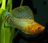 Моллинезия зеленая (Poecilia sphenops Green Sailfin Molly)