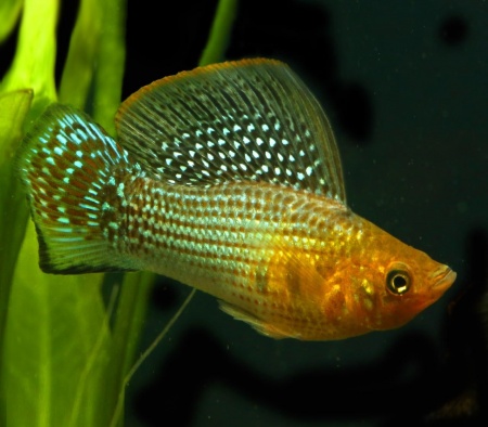 Моллинезия зеленая (Poecilia sphenops Green Sailfin Molly)