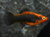 Пецилия красный смокинг (Xiphophorus maculatus toxedo red Platy)