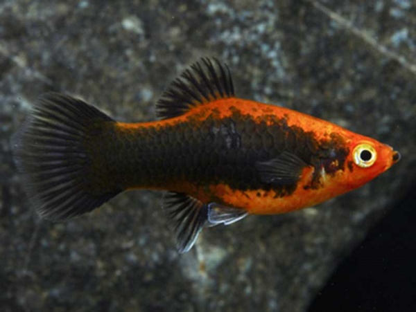Пецилия красный смокинг (Xiphophorus maculatus toxedo red Platy)