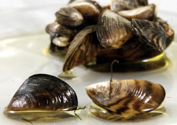 Мидия  дрейссена (Dreissena polymorpha) улитка