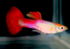 Гуппи розовый фламинго (Guppy pink flamingo)