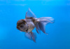 Оранда голубая (Goldfish Oranda blue)
