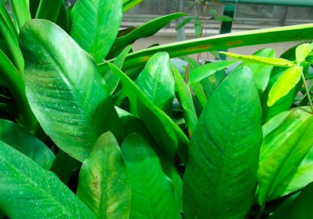 Анубиас Афцели или Анубиас Афцелиуса (Anubias afzelii)