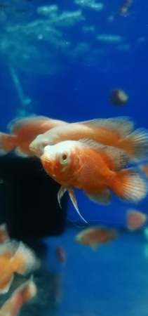 Цихлида Астронотус Красный 5 см  (astronotus-ocellatus Red)