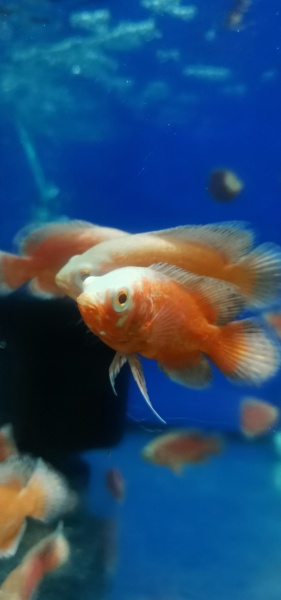 Цихлида Астронотус Красный 5 см  (astronotus-ocellatus Red)