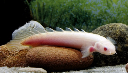 Полиптерус сенегальский альбинос (Polypterus senegalus albino) 5-6 см 