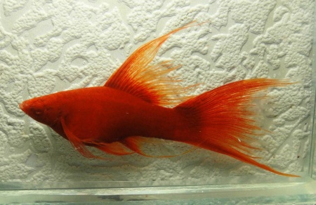 Меченосец Геллера красный лирохвостый (Xiphophorus helleri Red Lyretail)