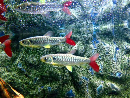 Тетра Хальцеус Краснохвостый (Chalceus macrolepidotus)