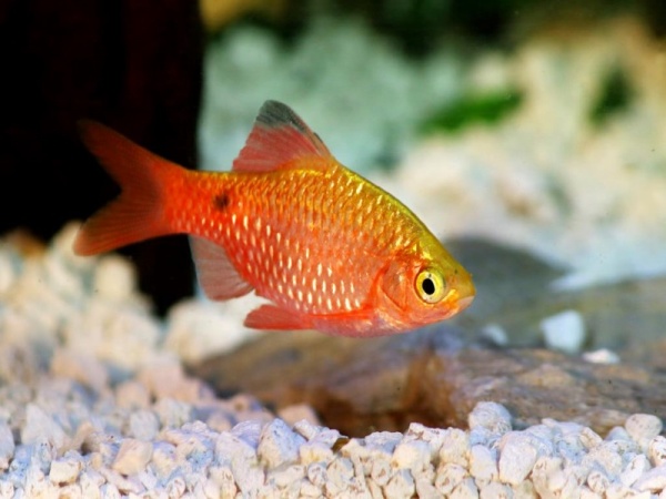 Барбус огненный (Barbus conchonius) 5-6см