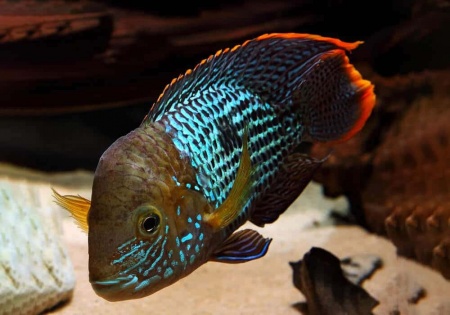 Акара бирюзовая (aequidens rivulatus)