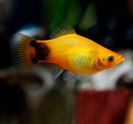 Пецилия солнечная Микки Маус  (Xiphophorus maculatus sunburst Mickey Mouse Platy)