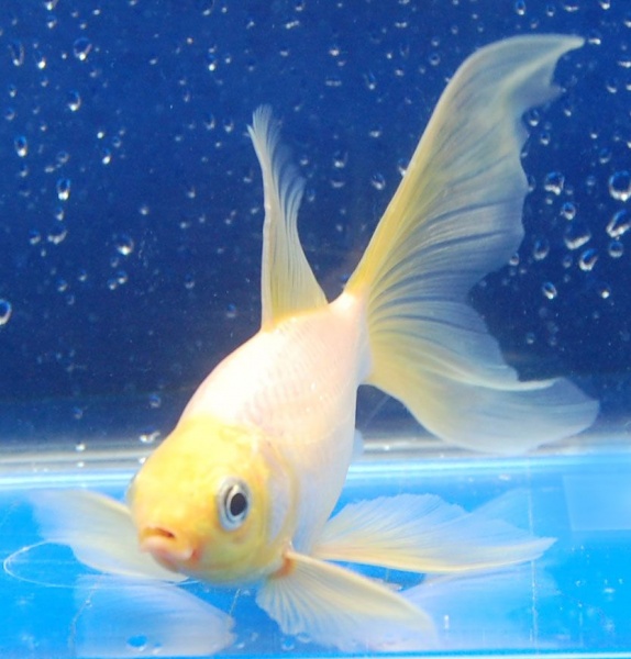 Золотая рыбка Комета белая (Goldfish comet white)