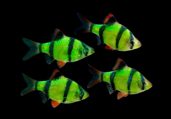 Барбус суматранский глофиш зеленый (Barbus GloFish)