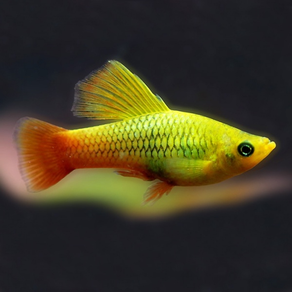 Пецилия золотой попугай  (Xiphophorus maculatus sunset sailfin)