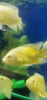 Цихлида Астронотус Лимонный  5 см  (astronotus-ocellatus Ellow)