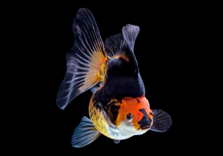 Риукин трехцветный (Goldfish Ryukin tricolour broad tai)
