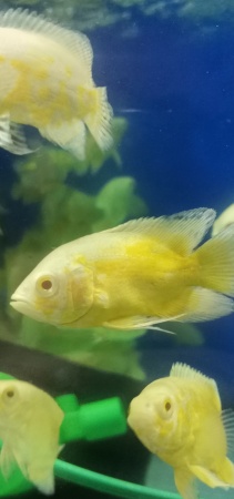 Цихлида Астронотус Лимонный  5 см  (astronotus-ocellatus Ellow)