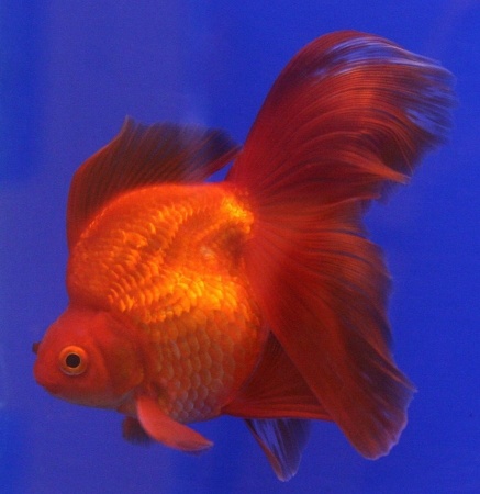 Риукин красный вуалехвостый  (Goldfish Ryukin red veiltail)