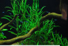 Гигрофила Ивалистная (hygrophila-salicifolia)