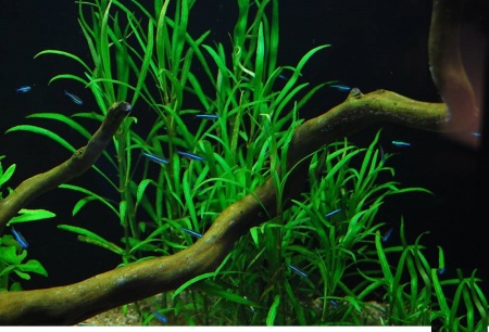 Гигрофила Ивалистная (hygrophila-salicifolia)