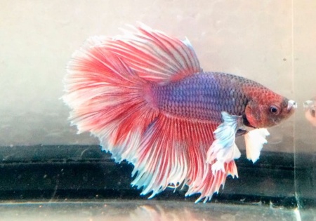 Петушок Халф Мун саламандра самец (Betta male Halfmoon salamandra)