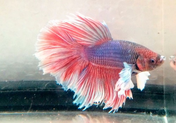 Петушок Халф Мун саламандра самец (Betta male Halfmoon salamandra)