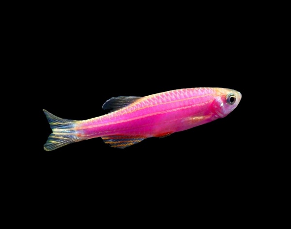 Данио рерио Глофиш розовый (Danio rerio glofish)