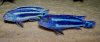 Цихлида Меланохромис Майнгано (Pseudotropheus cyaneorhabdos)