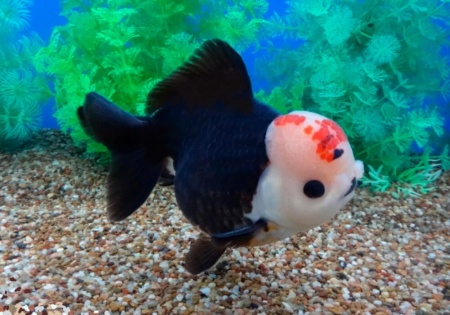Оранда трехцветная (Goldfish Oranda trikolor)