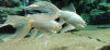 Золотая рыбка Комета белая (Goldfish comet white)