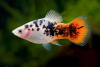 Пецилия красно белая ситцевая (Xiphophorus maculatus white & red calico Platy)