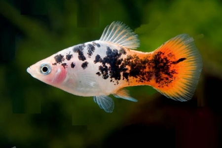 Пецилия красно белая ситцевая (Xiphophorus maculatus white & red calico Platy)