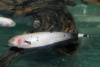 Аптеронотус Нож  Золотой  (Apteronotus albifrons goldy ) 3,5-4 см