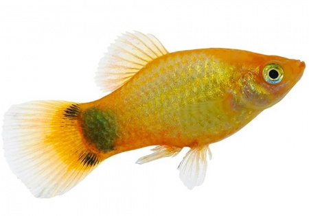 Пецилия солнечная Микки Маус  (Xiphophorus maculatus sunburst Mickey Mouse Platy)