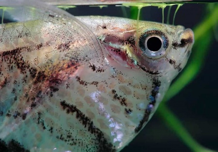 Карнегиелла мраморная (Carnegiella strigata)