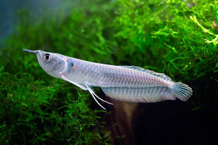 Арована серебристая Южноамериканская (Osteogssum bicirrhosum) 8-10 см