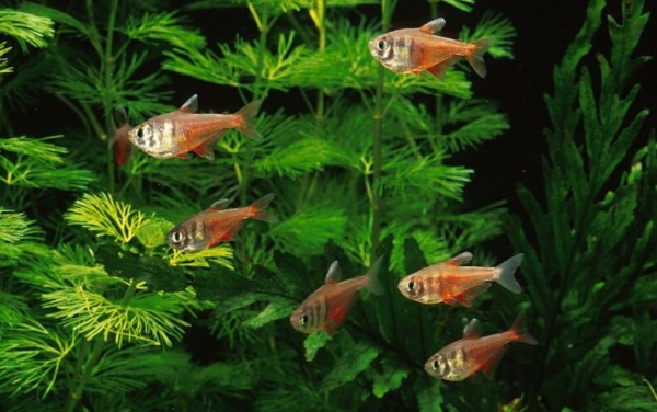 Тетра Фон Рио (лат. Hyphessobrycon flammeus)