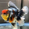 Оранда трехцветная (Goldfish Oranda trikolor)